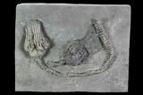 Pair Of D Platycrinites Crinoid Fossils - Crawfordsville, Indiana #94739-2